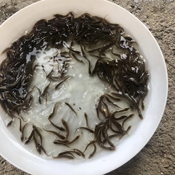 Breeding of California perch fry